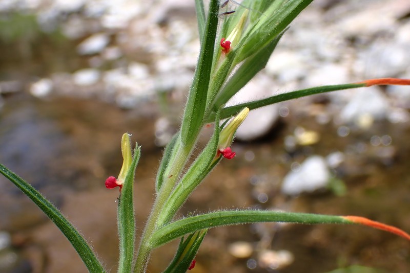 Castilleja minor var. minor photo 3