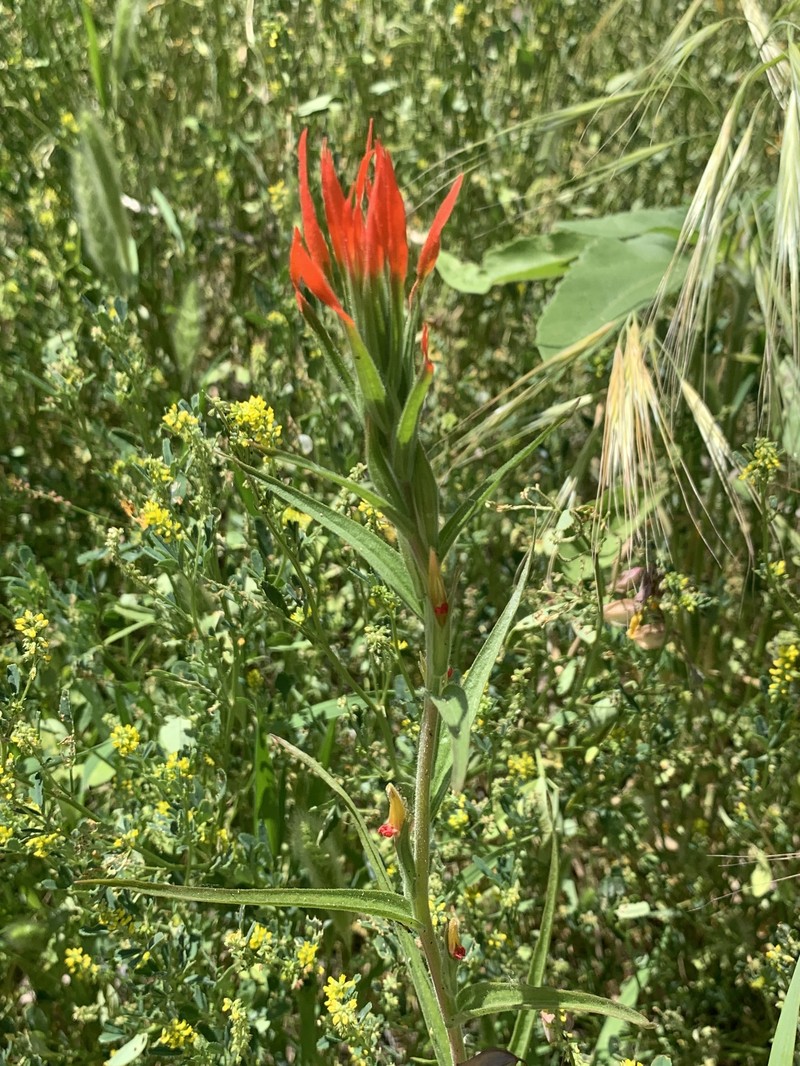 Castilleja minor var. minor photo 4