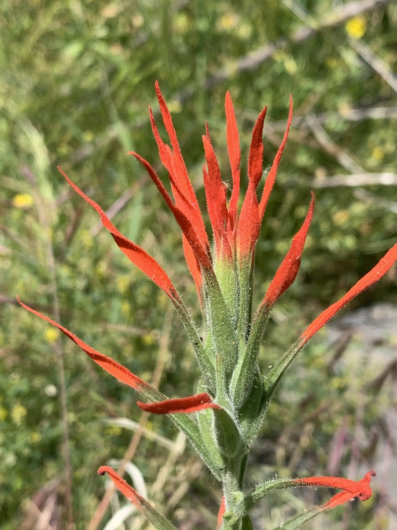 Castilleja minor var. minor photo 5