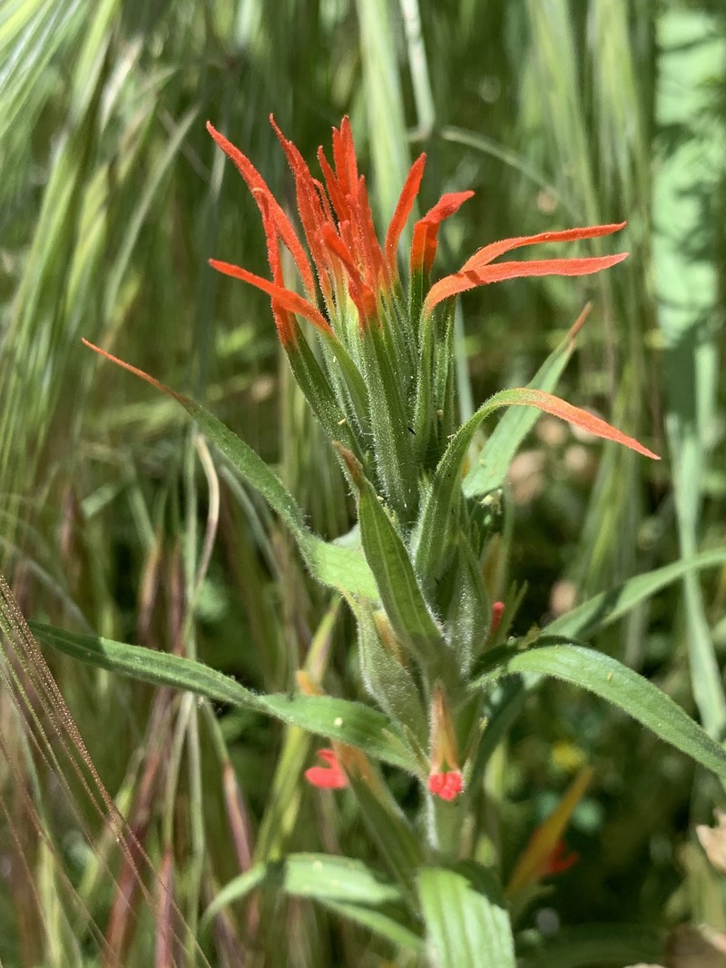 Castilleja minor var. minor photo 6