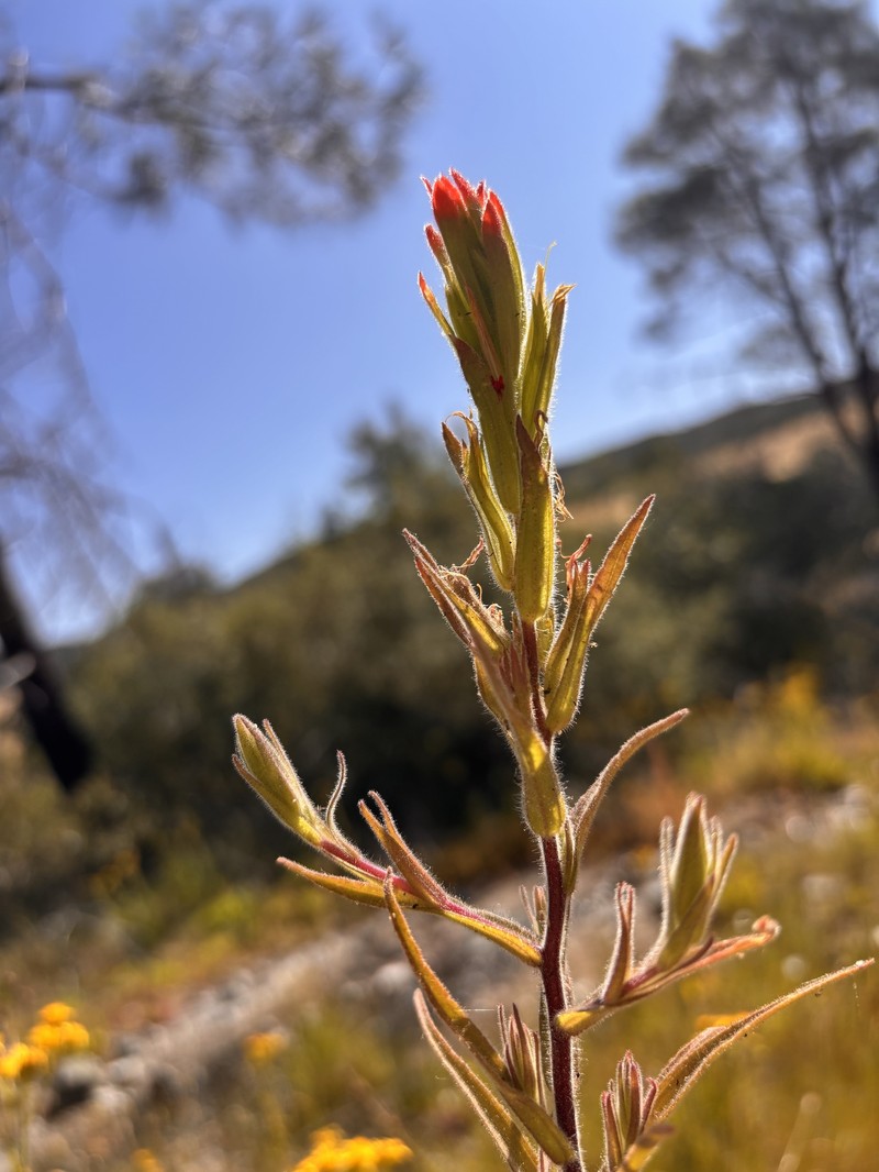 Castilleja minor var. spiralis