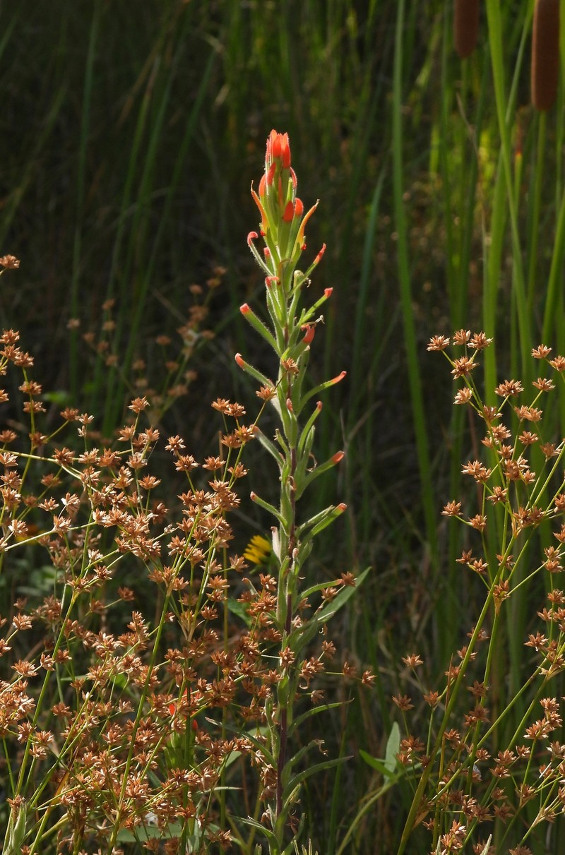 Castilleja minor var. spiralis photo 2