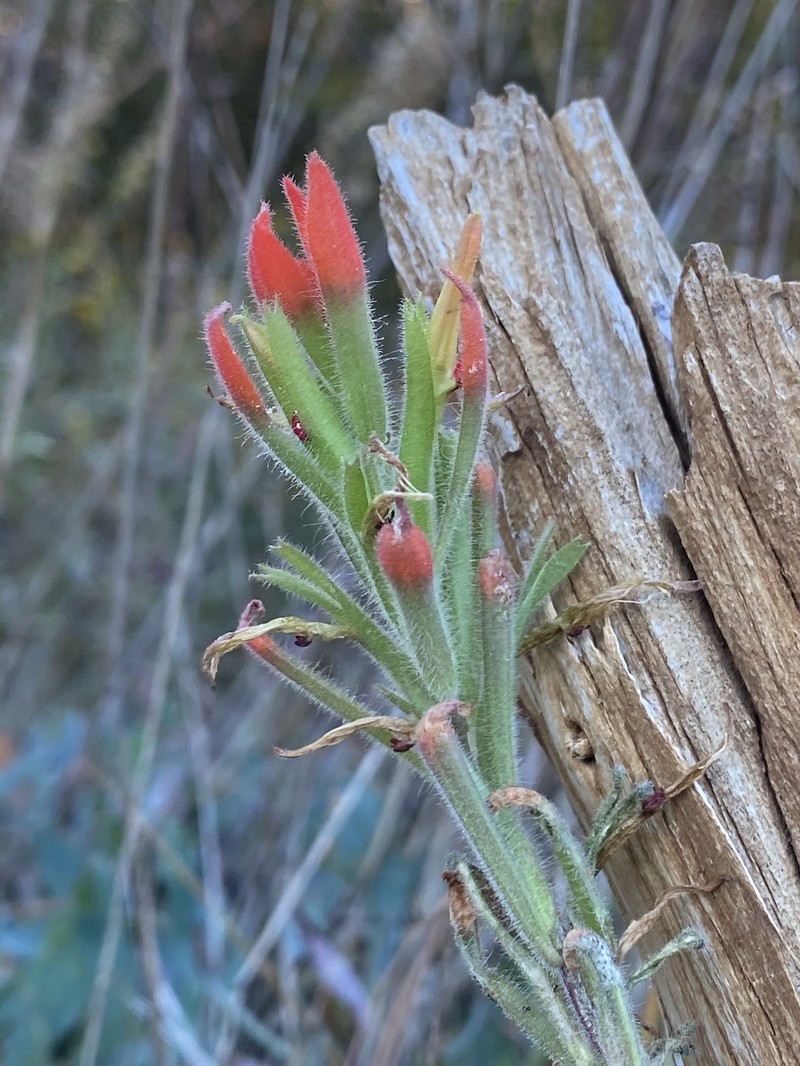 Castilleja minor var. spiralis photo 3