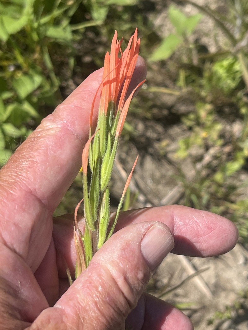 Castilleja minor var. spiralis photo 4