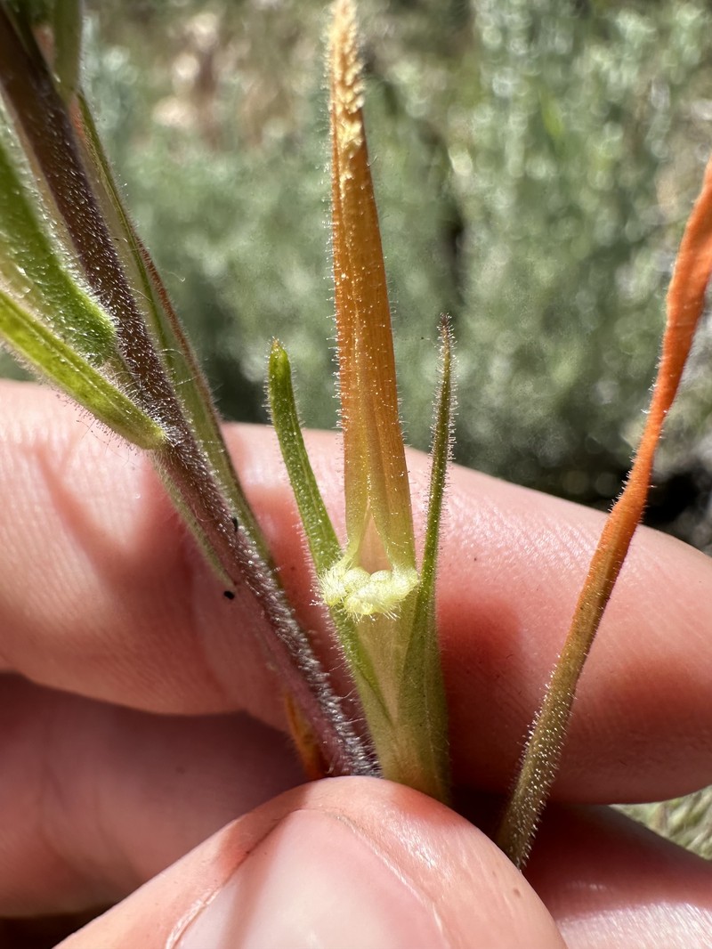 Castilleja minor var. spiralis photo 5