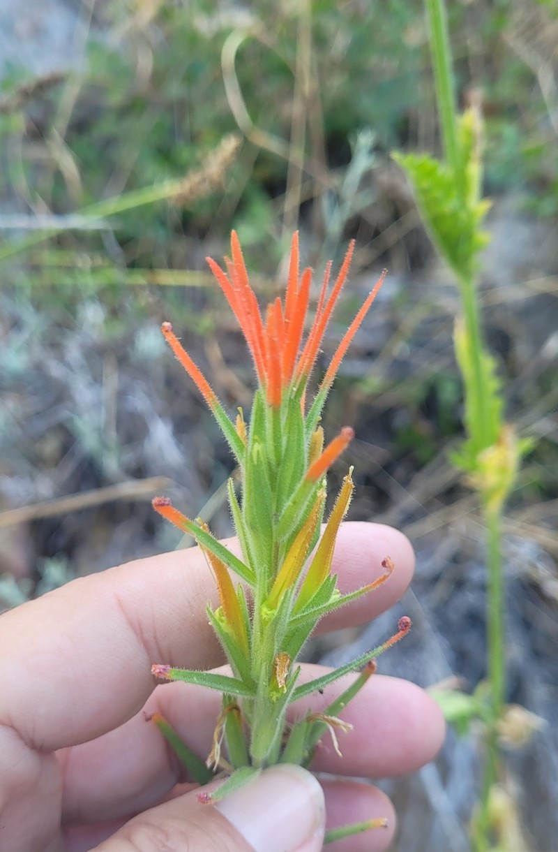 Castilleja minor var. spiralis photo 6