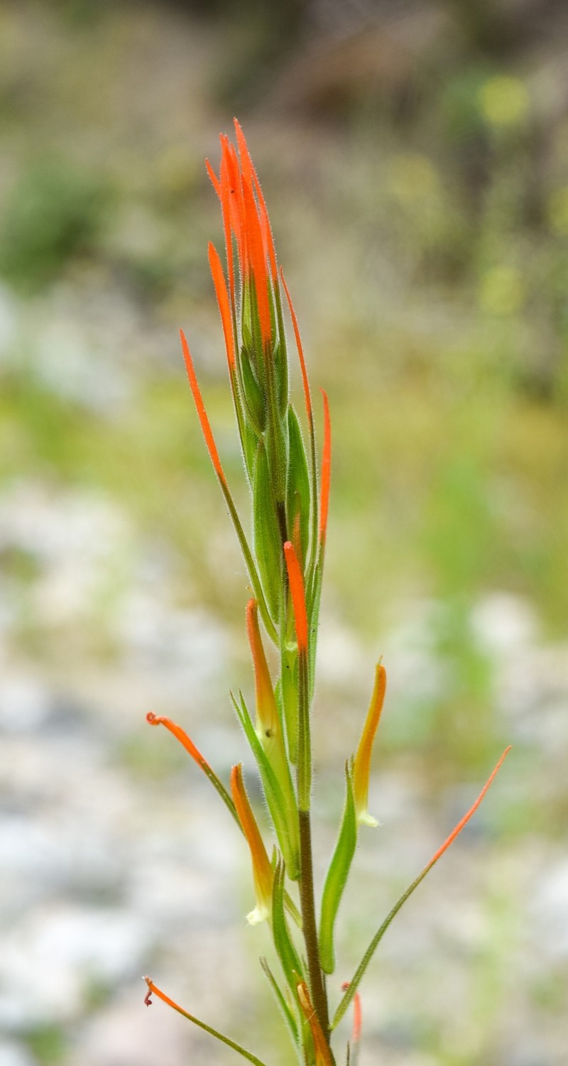 Castilleja minor var. spiralis photo 7