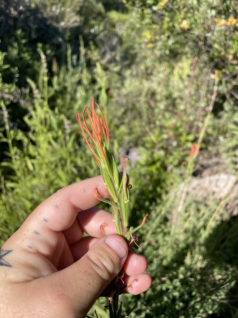 Castilleja minor var. spiralis photo 8