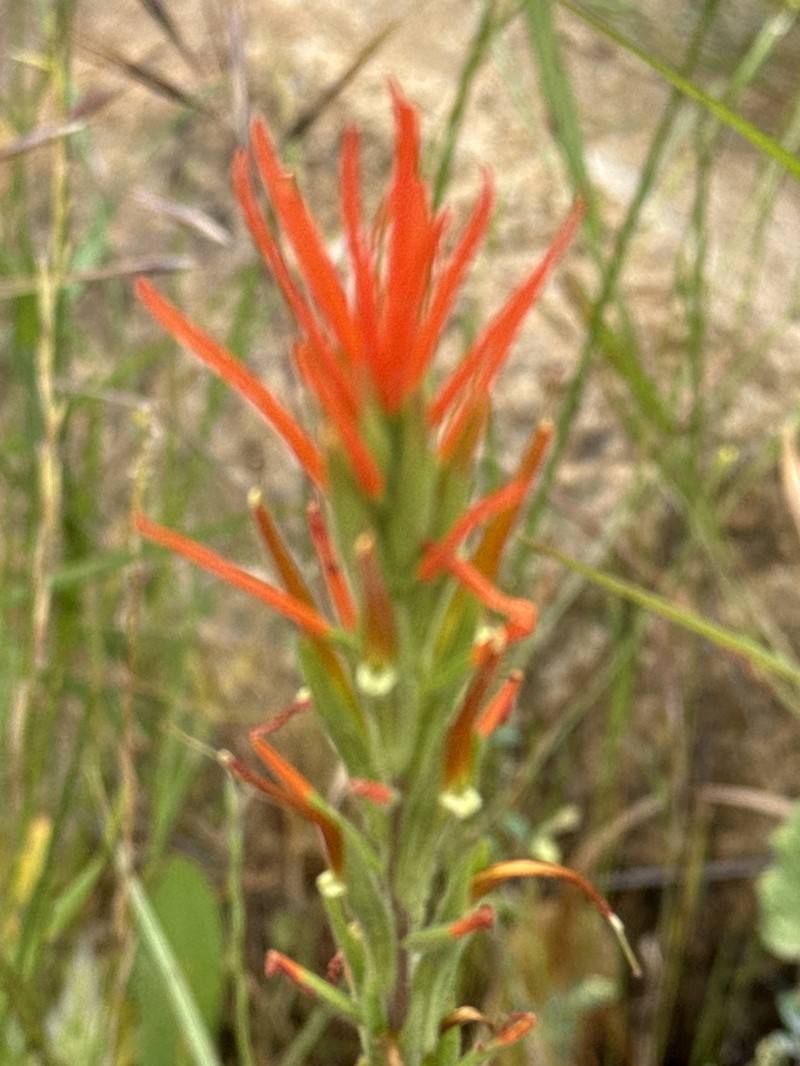 Castilleja minor var. stenantha