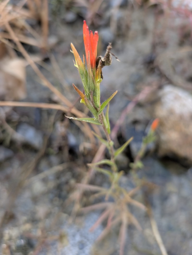 Castilleja minor var. stenantha photo 2