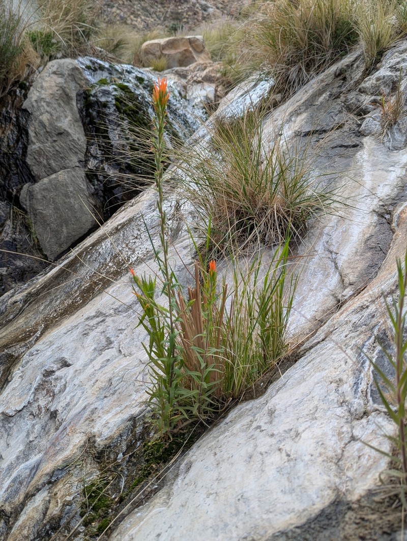 Castilleja minor var. stenantha photo 3