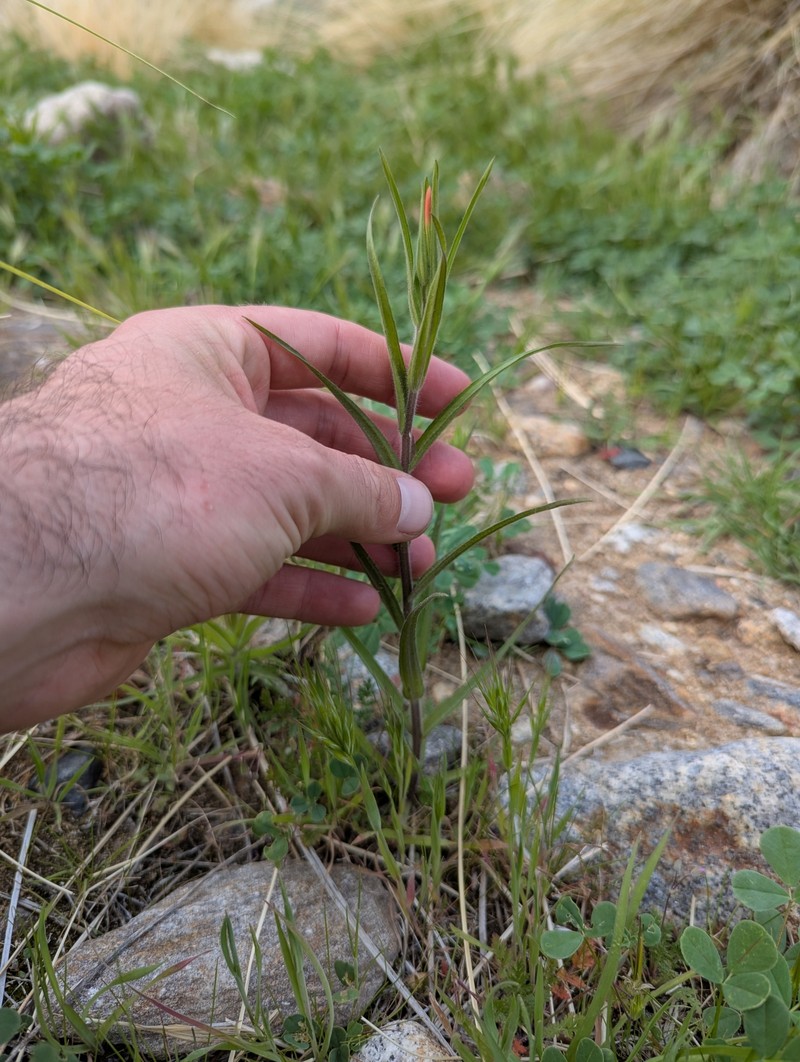 Castilleja minor var. stenantha photo 4