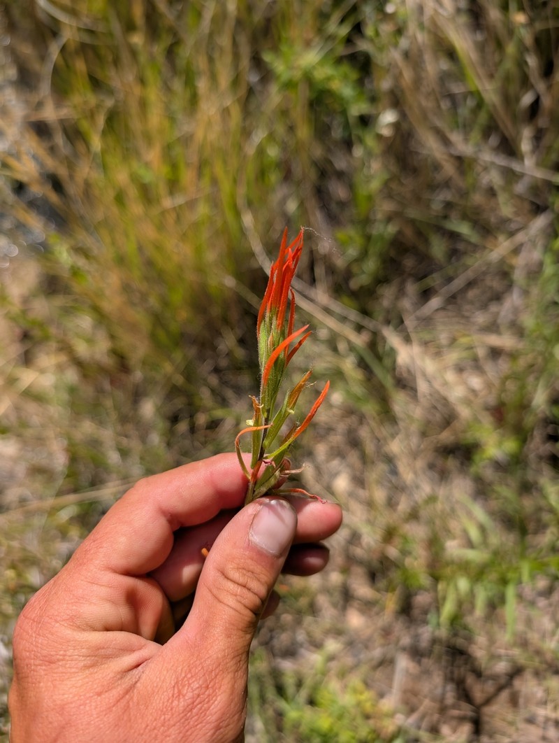 Castilleja minor var. stenantha photo 5
