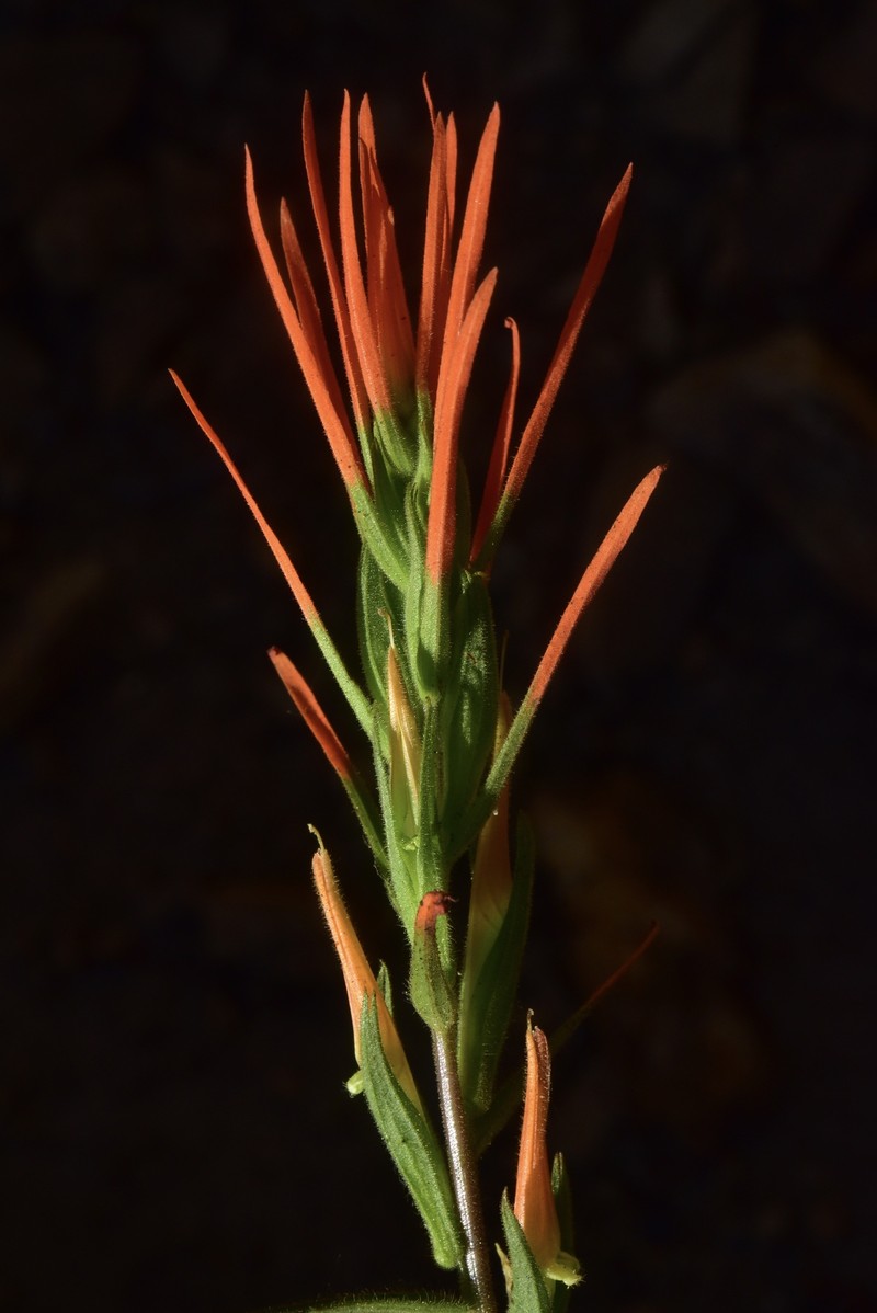 Castilleja minor var. stenantha photo 6