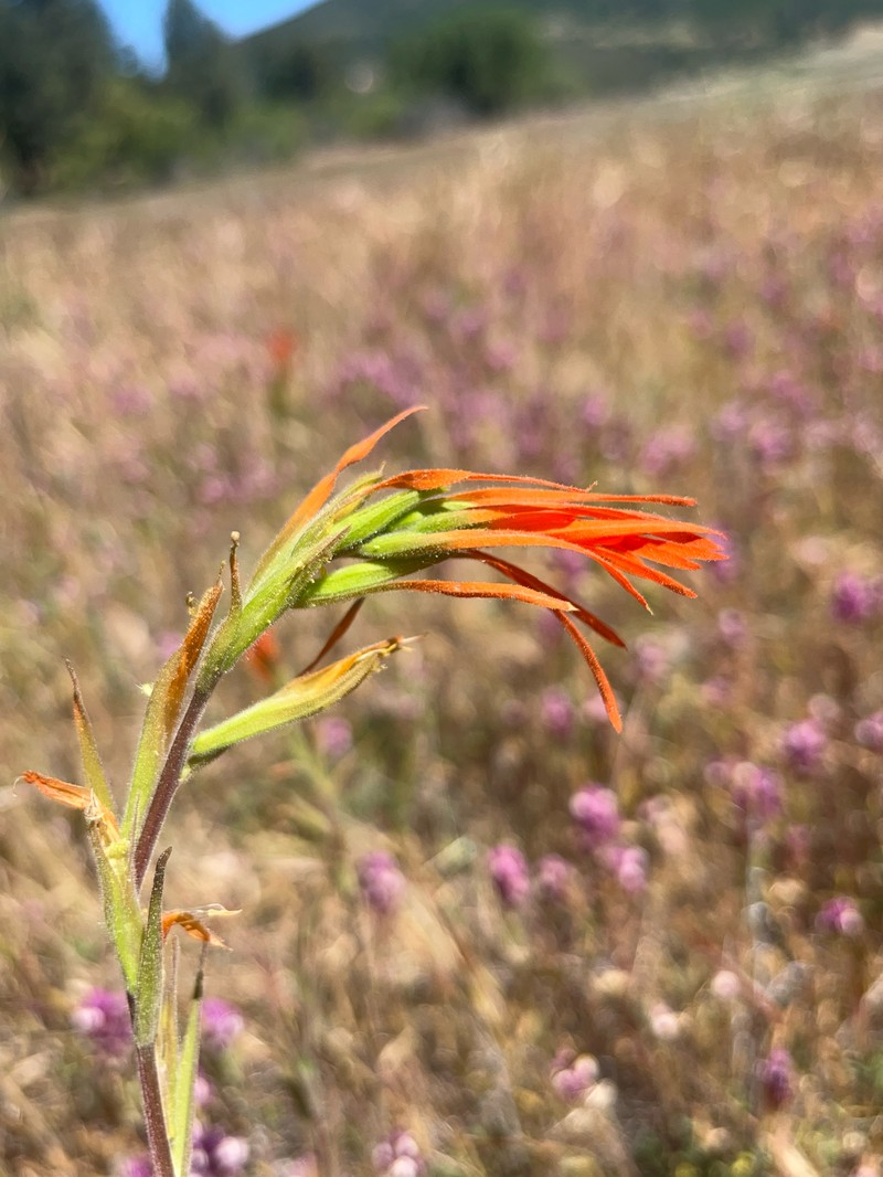 Castilleja minor var. stenantha photo 7