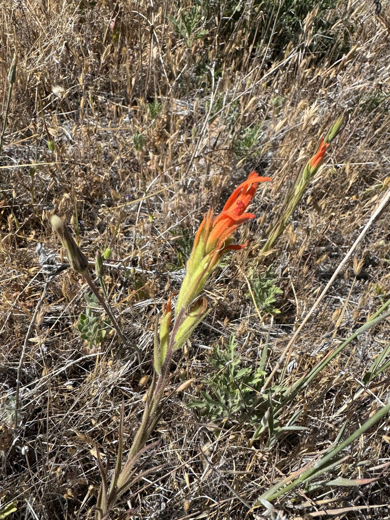 Castilleja minor var. stenantha photo 8