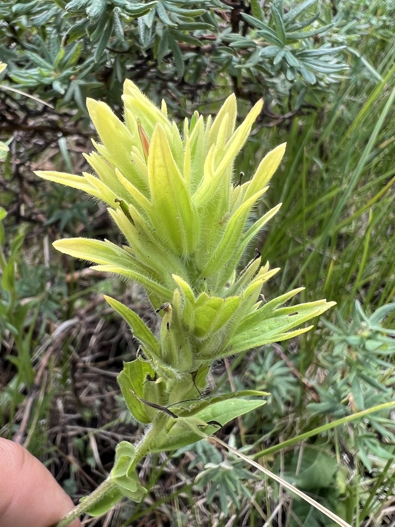 Castilleja mogollonica