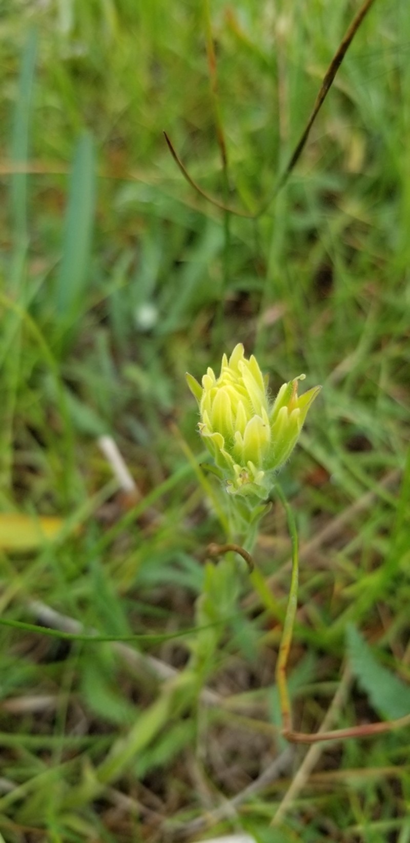 Castilleja mogollonica photo 2