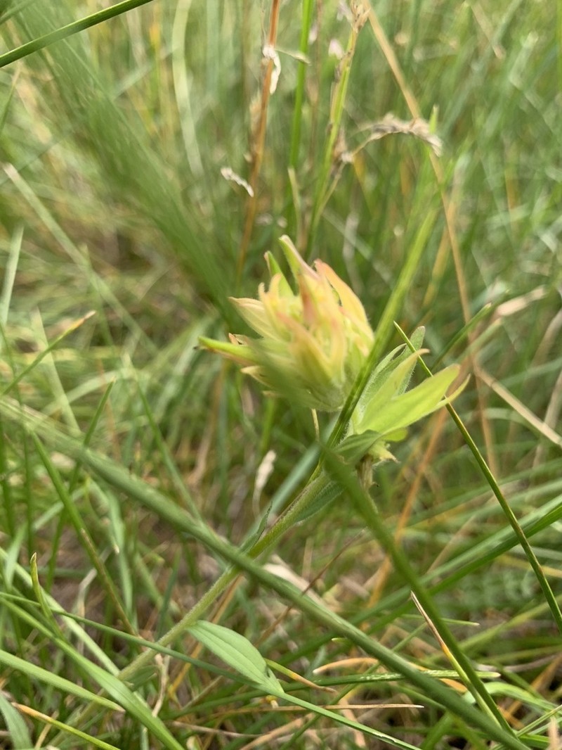 Castilleja mogollonica photo 3