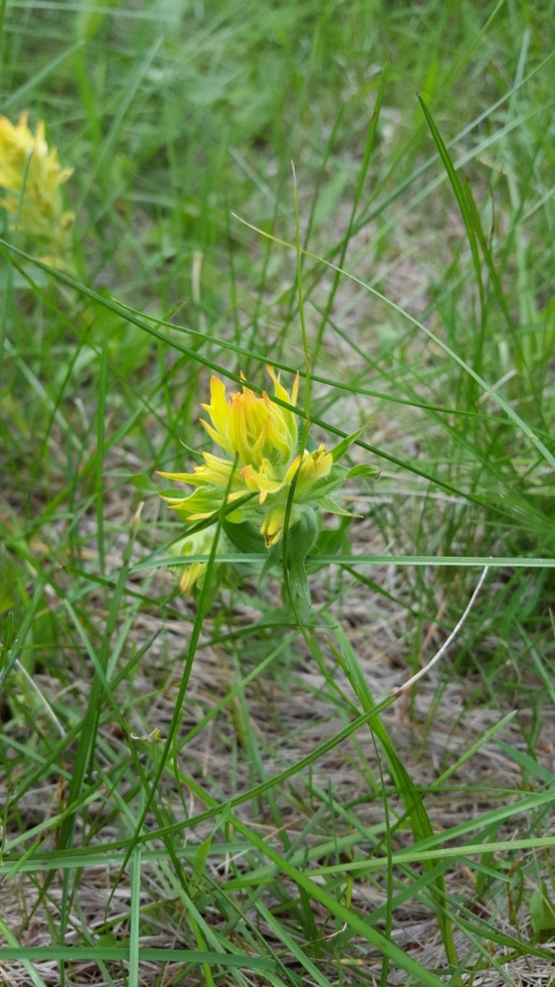 Castilleja mogollonica photo 6