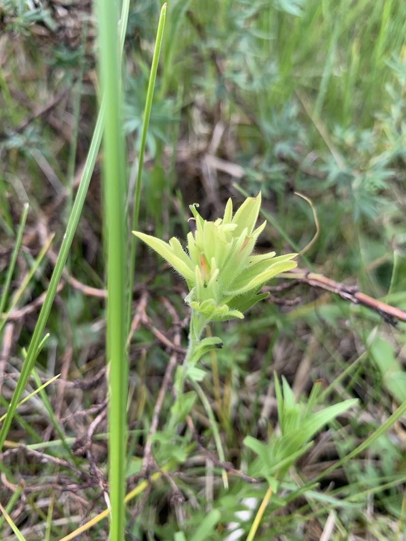 Castilleja mogollonica photo 8