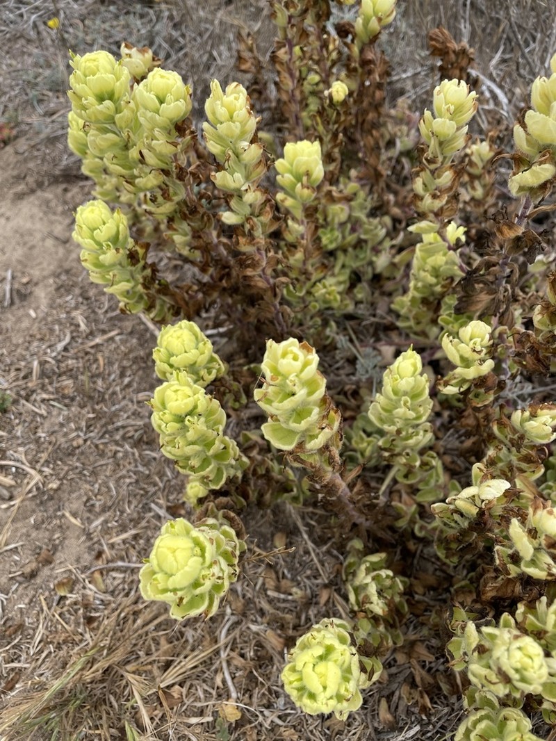 Softleaf Indian Paintbrush