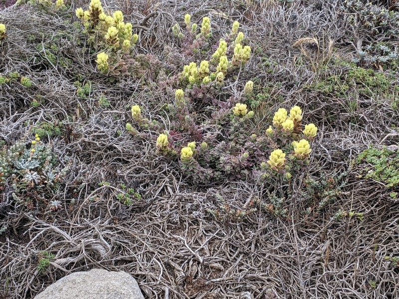 Softleaf Indian Paintbrush photo 2
