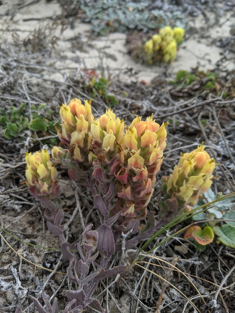 Softleaf Indian Paintbrush photo 3