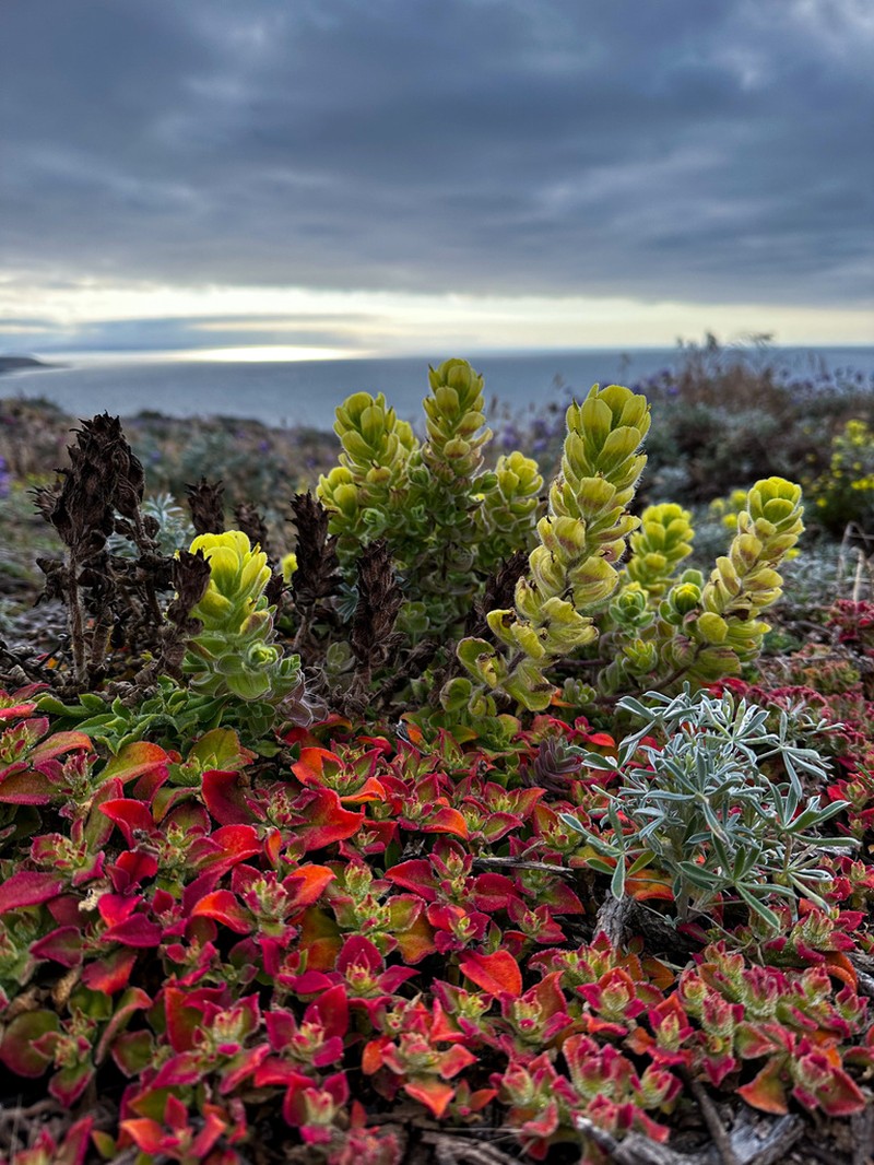 Softleaf Indian Paintbrush photo 5