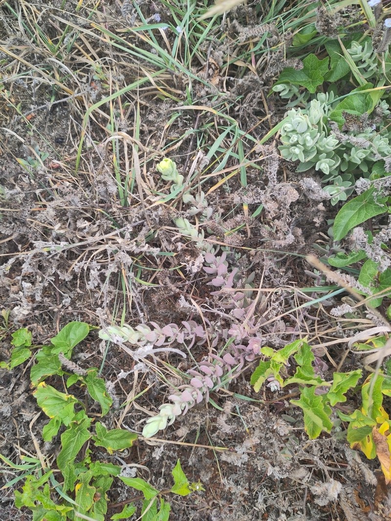 Softleaf Indian Paintbrush photo 6