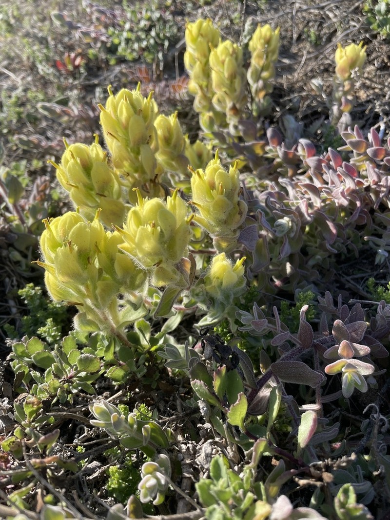 Softleaf Indian Paintbrush photo 8