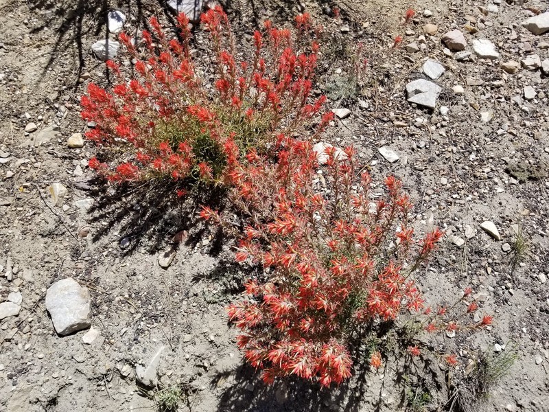 Heckard's Indian Paintbrush