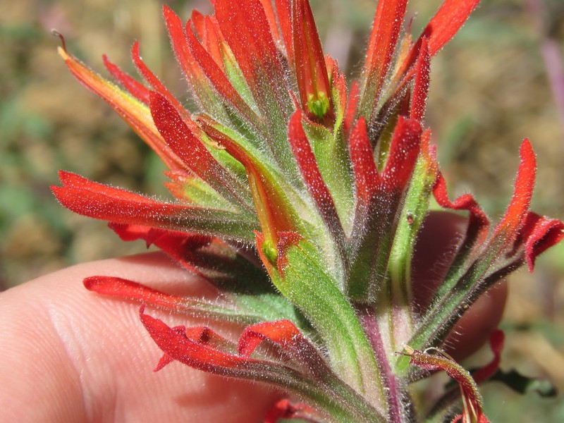 Heckard's Indian Paintbrush photo 2