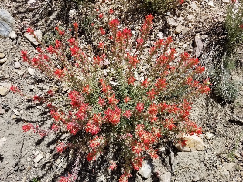 Heckard's Indian Paintbrush photo 3