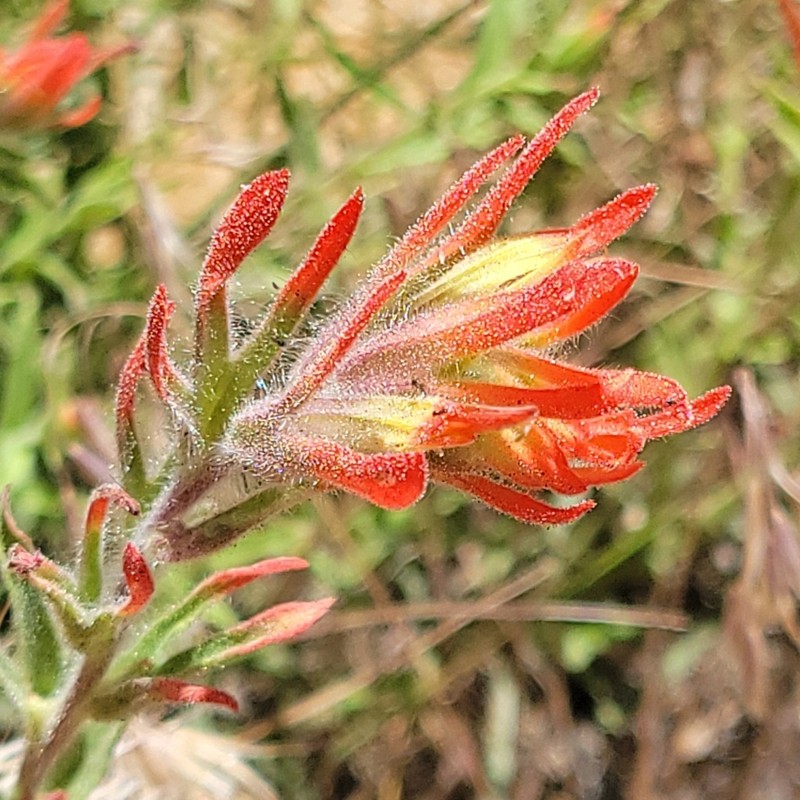 Heckard's Indian Paintbrush photo 4
