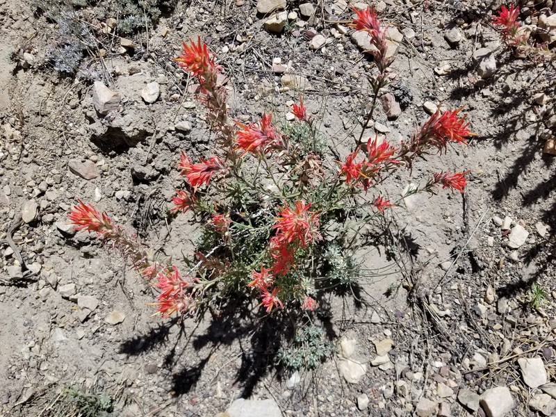 Heckard's Indian Paintbrush photo 5