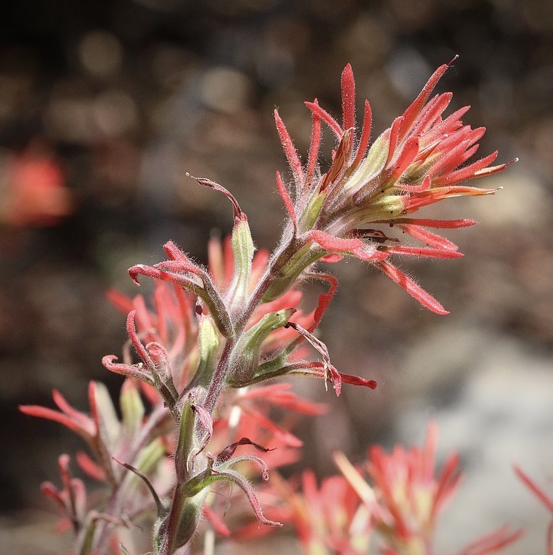 Heckard's Indian Paintbrush photo 6