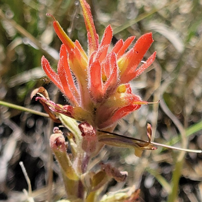 Heckard's Indian Paintbrush photo 7