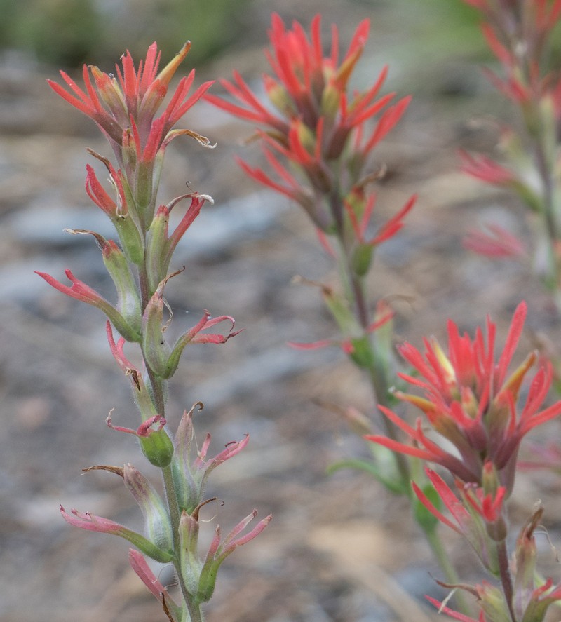 Heckard's Indian Paintbrush photo 8