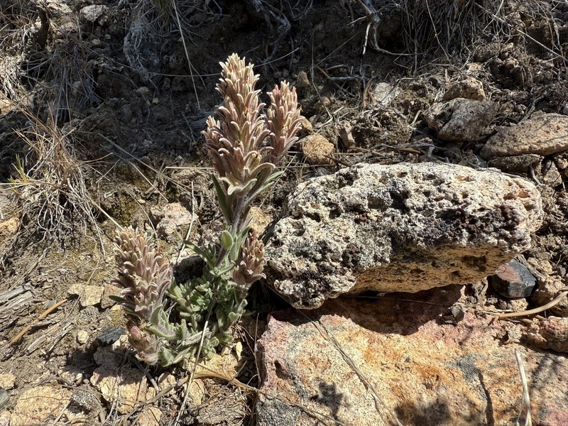 Dwarf Alpine Indian Paintbrush