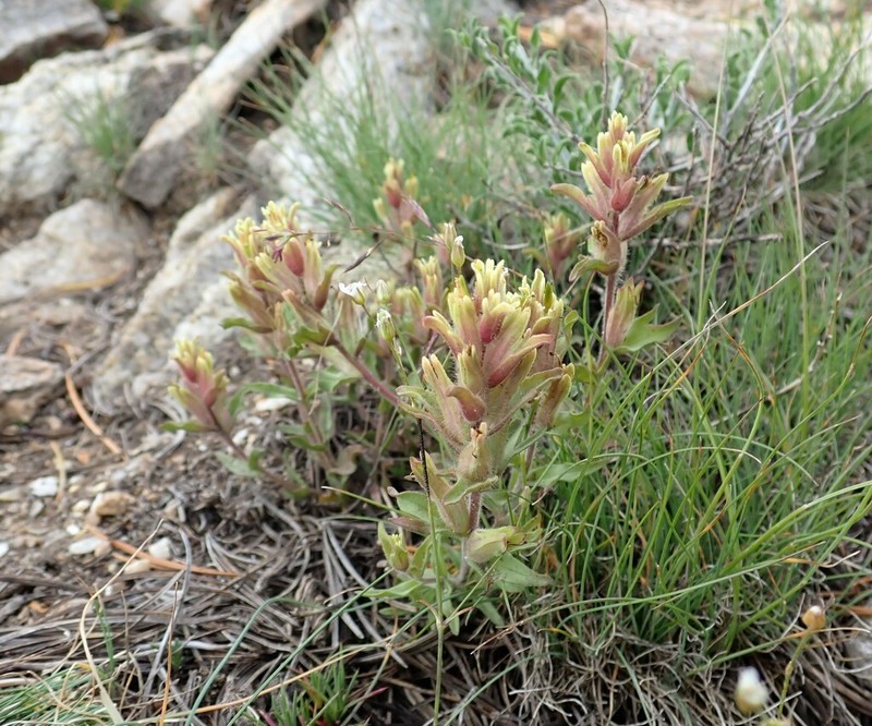 Dwarf Alpine Indian Paintbrush photo 2