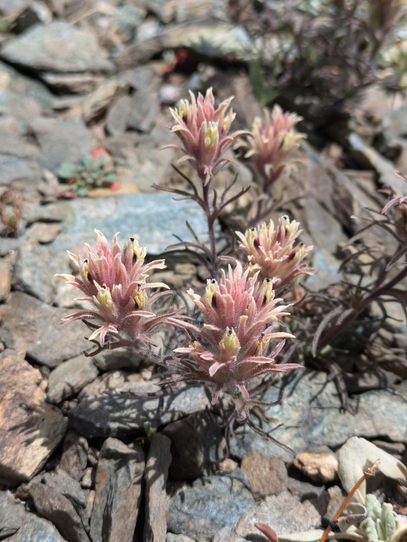 Dwarf Alpine Indian Paintbrush photo 3