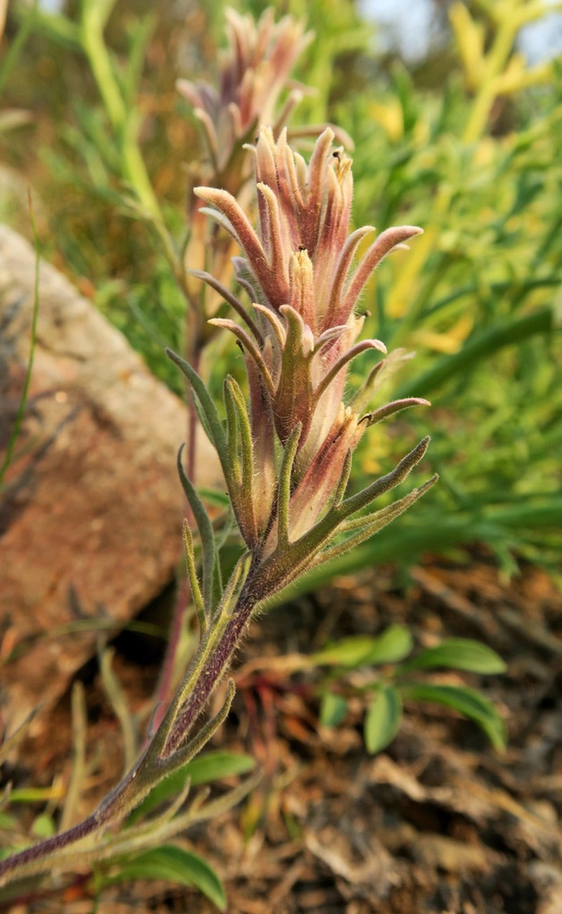 Dwarf Alpine Indian Paintbrush photo 4