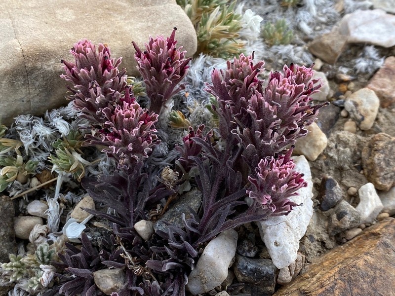 Dwarf Alpine Indian Paintbrush photo 5