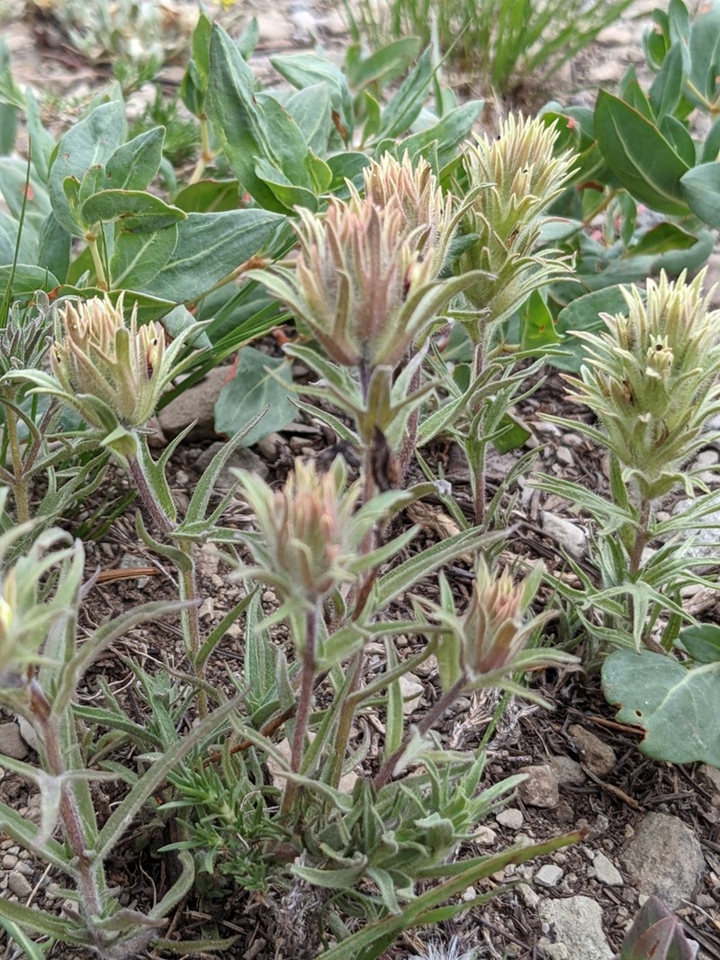 Dwarf Alpine Indian Paintbrush photo 6