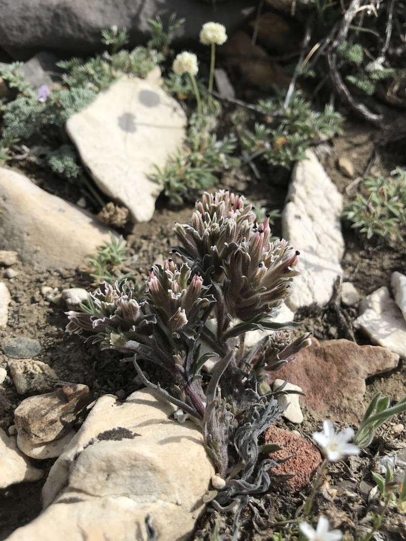 Dwarf Alpine Indian Paintbrush photo 7