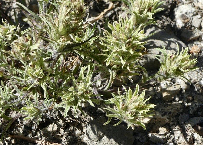 Dwarf Alpine Indian Paintbrush photo 8