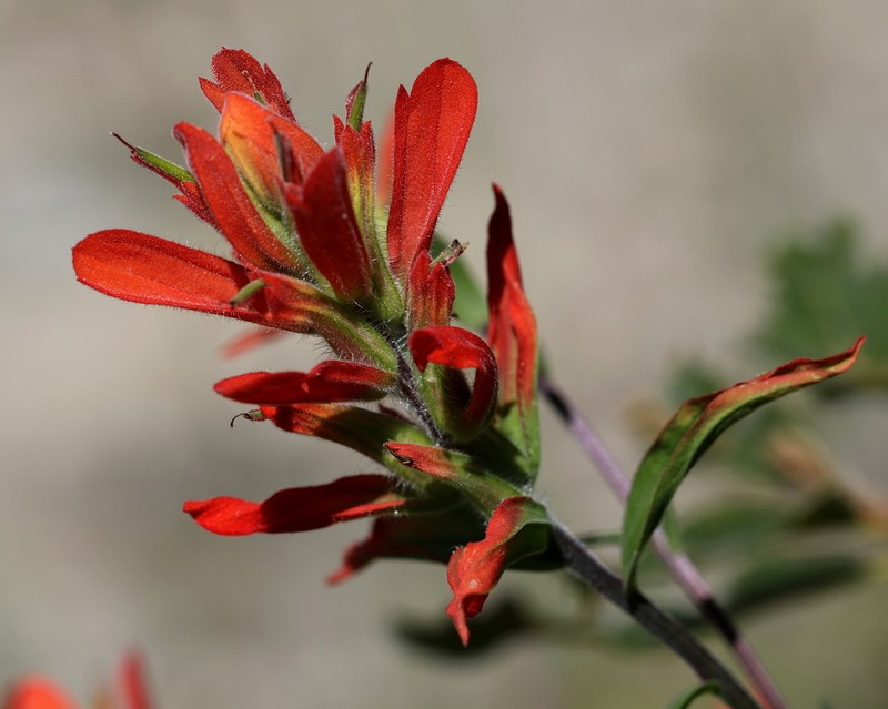 Rincon Mountain Indian Paintbrush