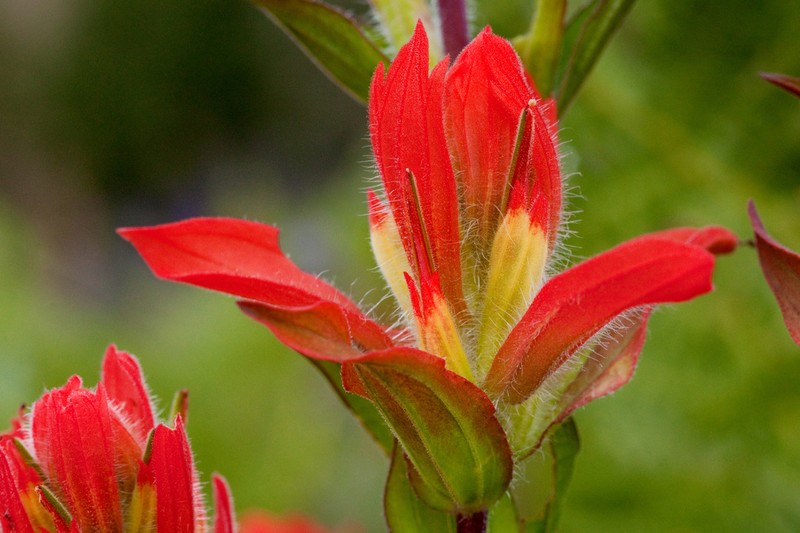 Rincon Mountain Indian Paintbrush photo 2
