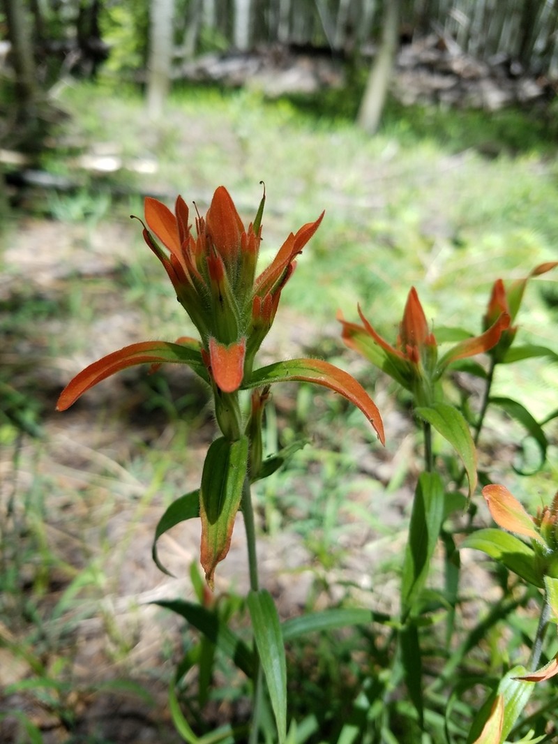 Rincon Mountain Indian Paintbrush photo 3